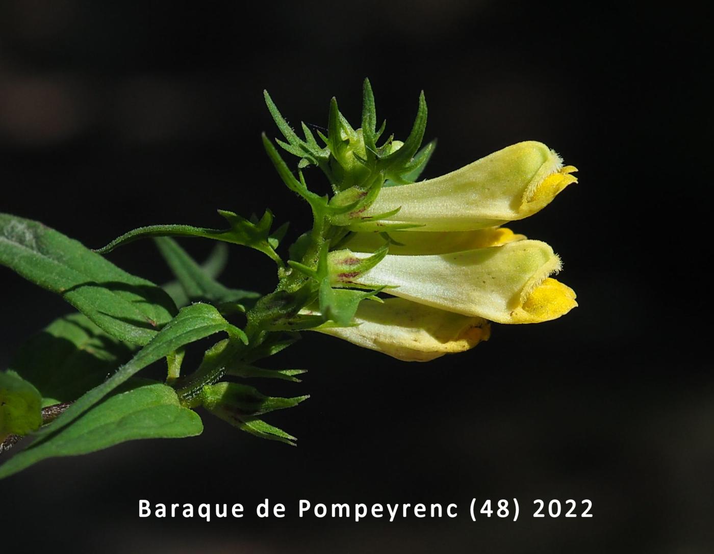 Cow-wheat, Common flower